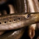 칠성장어 이미지