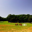 초원의 언덕 이미지