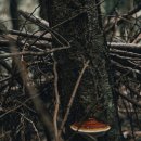 불로초 한의원 이미지