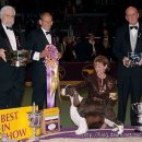 도그클럽 이미지