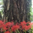 용월리지석묘군 이미지