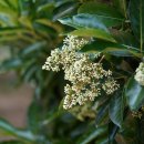 아왜나무 Viburnum odoratissimum var. awabuki (K. Koch) Zabel ex Rümpler 변종 이미지