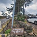 제주 감귤카페에서 고양이와 맞짱뜬 썰 푼다 (ft.카페귤한가)