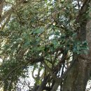 푸른나무 이미지