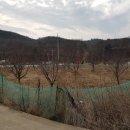 호당리 Daum카페