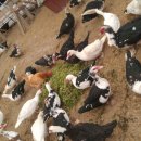 동녁농장 이미지