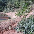 19세조(휘 석량) 잡목 가지치기(24.10.5) 이미지