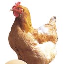 하농농장 이미지