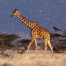 안녕 기린 이미지