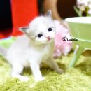 리터바이 이미지