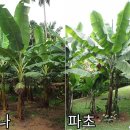 (주)바나나10 이미지