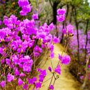 진달래약수터 이미지