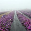 별,바람,꽃길 | 거창 별바람언덕 감악산 아스타국화 꽃별여행 축제 꿀팁! 가을 여행지 추천