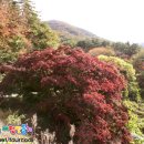 단풍나무 이미지