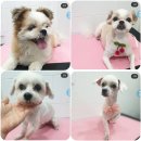 바른마음동물병원 이미지