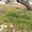 유성길 천마농장 입구 | 고흥 봄여행 매화명소 매실 농장 외 전남 고흥 가볼만한곳