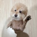 [웨촬리뷰] 제주웨딩스냅 헤메드샵 내돈내산 솔직후기 *이프온리