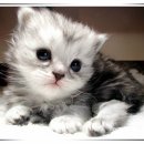 메이 (May) 이미지