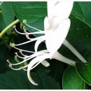 인동초민박 이미지