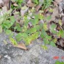 토종산야초