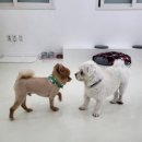 하이 멍뭉아 이미지