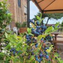 바다랑포도펜션 이미지