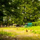 조천초등학교교래분교장 이미지