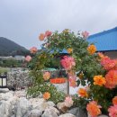 은어펜션 | 반려견도 쉬어야죠 울진애견펜션 반려견이 더 좋아한 힐링 숙소