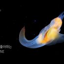 클리오네 이미지