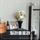 오후의플로라 | 대전 상대동 꽃집 밀라플로라 가성비 대박 오늘의 꽃다발 솔직 후기