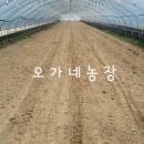 오가네 하우스 이미지