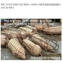 돼지우리 이미지