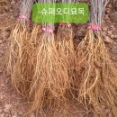 비봉슈퍼 이미지