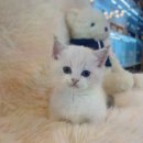 천안고양이 분양 퍼스트캣 본점 | [고양이분양리뷰] 천안고양이분양 퍼스트캣 본점, 안전하고 안정적인 평택고양이분양 서비스!