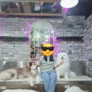 겨울이 머무는 집 | 홍대 합정 왕크왕귀 사모예드 애견카페 겨울이 머무는 집 방문 후기