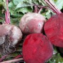 이미숙농장 이미지