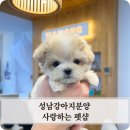 행복한펫샵 | 성남강아지분양 사랑하는 펫샵