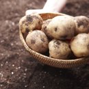 리찾사[중년카페-유익한정보]감자 고르는 요령과 보관법 이미지
