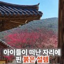 봄마중(2월에는) | 지금 양산 통도사 홍매화 개화했나요? 45년 차 부부가 전하는 실시간 꽃마중 후기와 명당 주차 팁