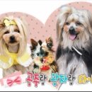 공왕다