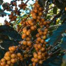 브라질커피숍 - 양평군 용문로 418 | 브라질커피숍