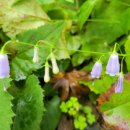 로그캐빈다래 이미지