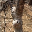 바바나무 이미지