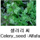 셀러리 이미지