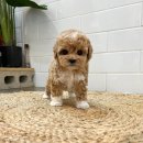 마리켄넬 이미지