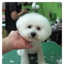 라니네 애견샵 이미지