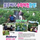 블루베리 앞 이미지