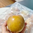 청송 | 단맛 가득! 반뜻사과 청송 사과 후기
