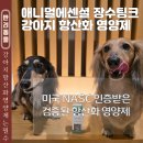 애니멀케어 | 강아지 항산화 영양제 내돈내산 애니멀에센셜 장수팅크