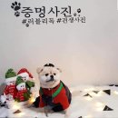 러블리독 애견카페 이미지